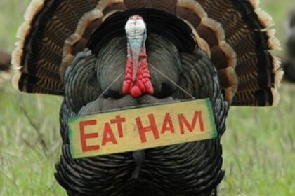 humorous photo of a wild turkey carrying an “eat ham” sign